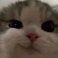 のぶこさんのアイコン画像