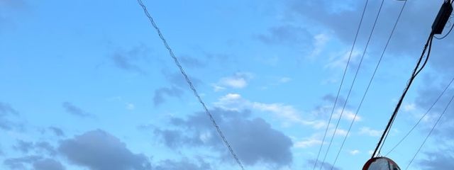 エナガさんの壁紙画像