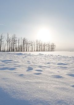 雪とオオカミちゃんには騙されない