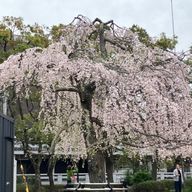 Qon@活動休止さんのアイコン画像