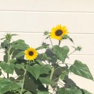 ルウさんのアイコン画像