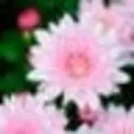 菊太郎さんのアイコン画像