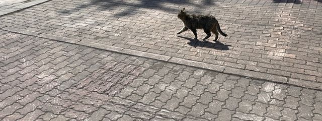 ひだまりさんの壁紙画像