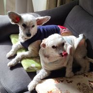 きよさんのアイコン画像