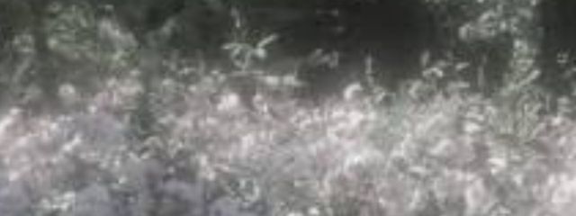 風蜜稜さんの壁紙画像