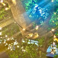 鈴ノ音 れお@てんてん楽しかった！さんのアイコン画像