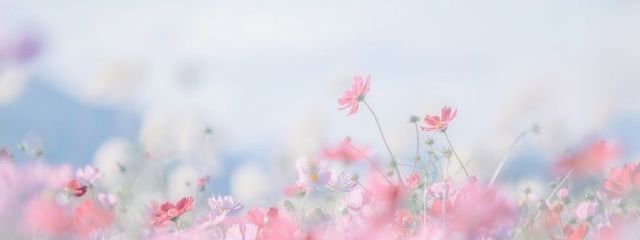 Suzuさんの壁紙画像