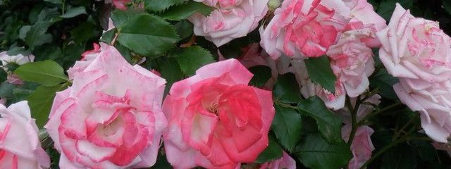 じめさんの壁紙画像