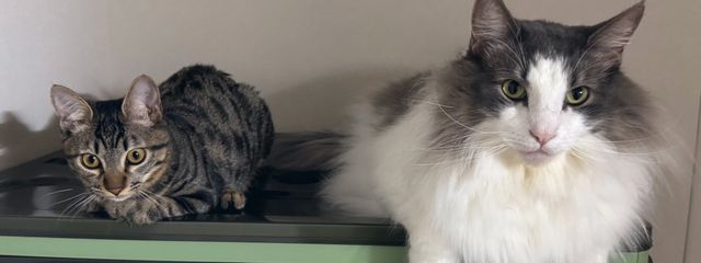 さばかんですが何か？@不定期投稿さんの壁紙画像