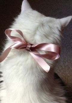 奥さまは生理男子