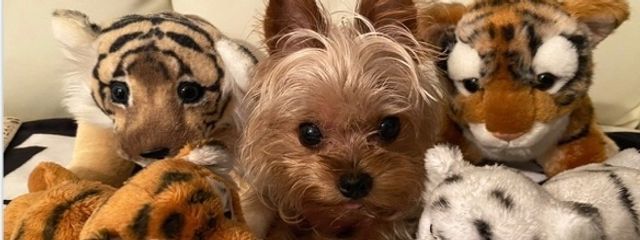 ｱｶﾆｼ 🐾さんの壁紙画像