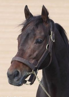 競馬関連の雑談ほか色々