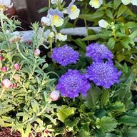 ドットさんのアイコン画像