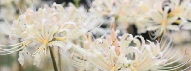 ヒガンバナさんの壁紙画像