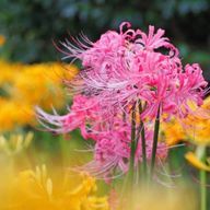 ヒガンバナさんのアイコン画像