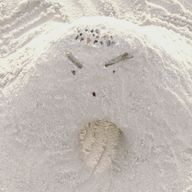 海にいる金魚🪿🐟🦖🐢さんのアイコン画像