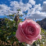 のんさんのアイコン画像