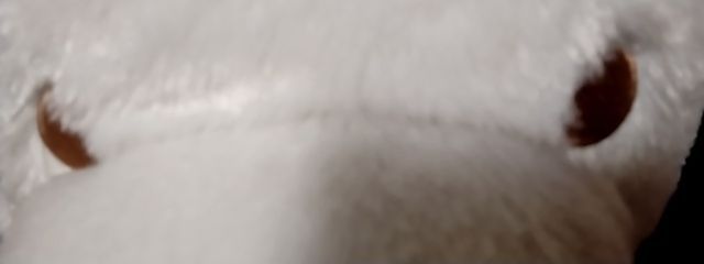 のっぴだよ☆#黄水仙を猫へさんの壁紙画像
