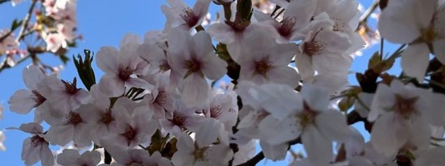 抹茶みぃさんの壁紙画像