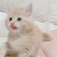 美桜。さんのアイコン画像