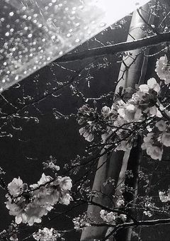 桜 が 咲 く ま で 。