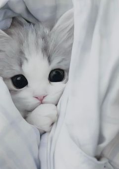 🐈🐾  おしゃべり t i m e