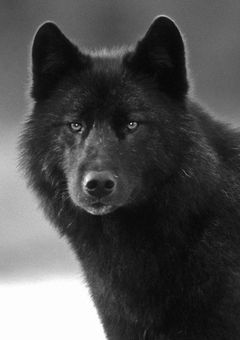 狼少女は元気ハツラツ!!