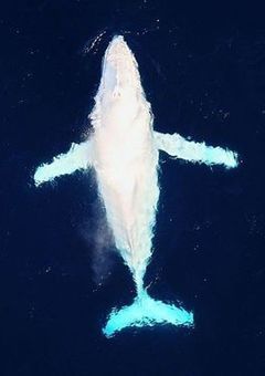 前世海賊、今世極道の娘はヒーローを目指します！