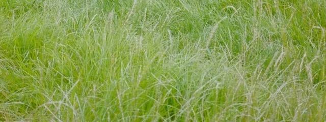 だそさんの壁紙画像