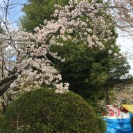 だそさんのアイコン画像