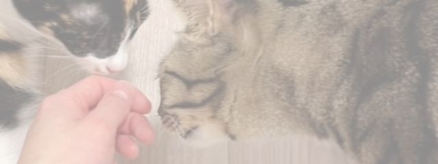 ¨̮⃝さんの壁紙画像