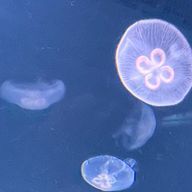 ¨̮⃝さんのアイコン画像