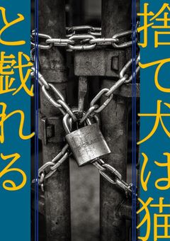 捨て犬は猫と戯れる