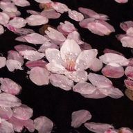 桜 香.さんのアイコン画像