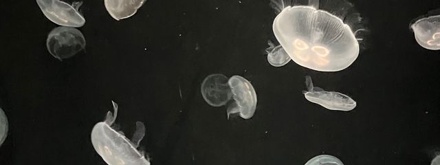 ふゆさんの壁紙画像