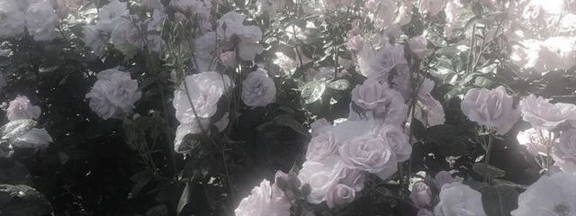 こといさんの壁紙画像