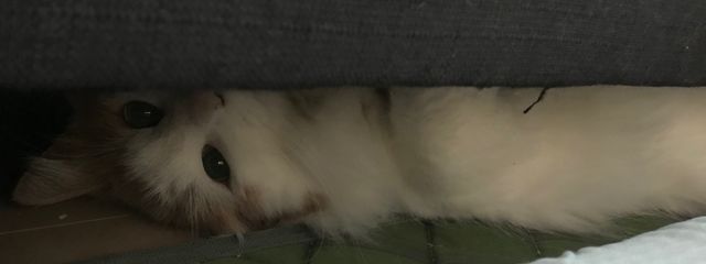 アネアネさんの壁紙画像