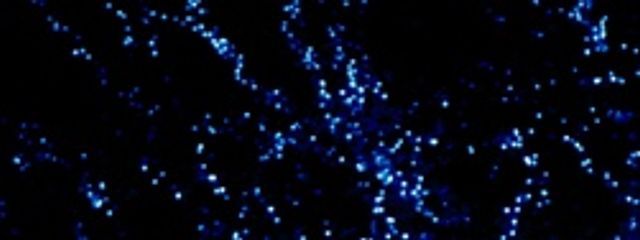 猫姫@清く美しくさんの壁紙画像