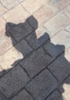 ざつだーん 星返し ハート返しします❤︎