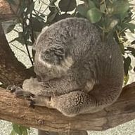 Y.K. 🐨さんのアイコン画像