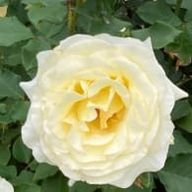 fukiさんのアイコン画像