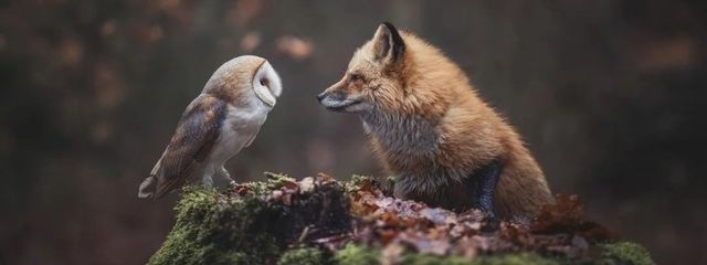 綿兎🐰👾さんの壁紙画像