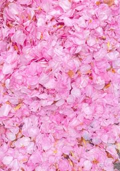 捨てられた私がなんでこんな幸せに⁉️