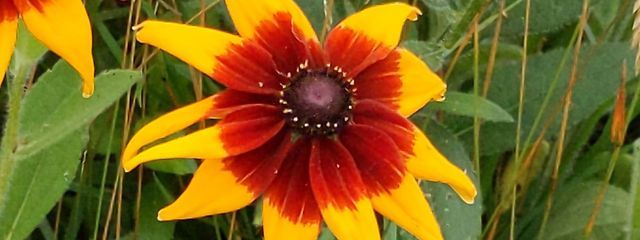 はちみつさんの壁紙画像