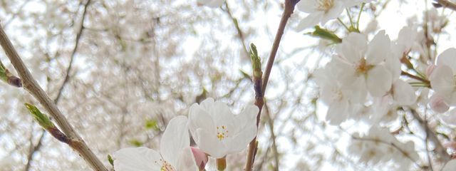 fumouさんの壁紙画像