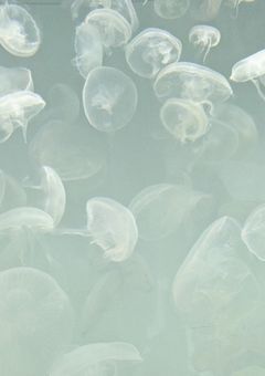 ▼　泡沫の果てにて　＊　配信部屋