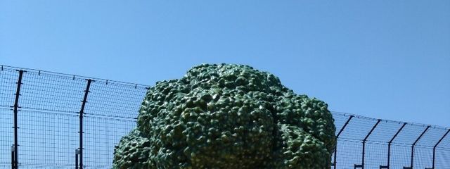 ririnrararaさんの壁紙画像