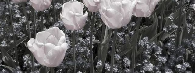  桜 .さんの壁紙画像