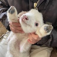 らむさんのアイコン画像