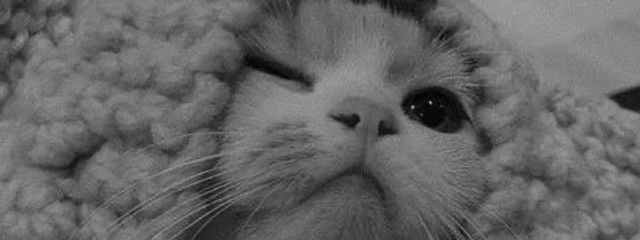 月さんの壁紙画像